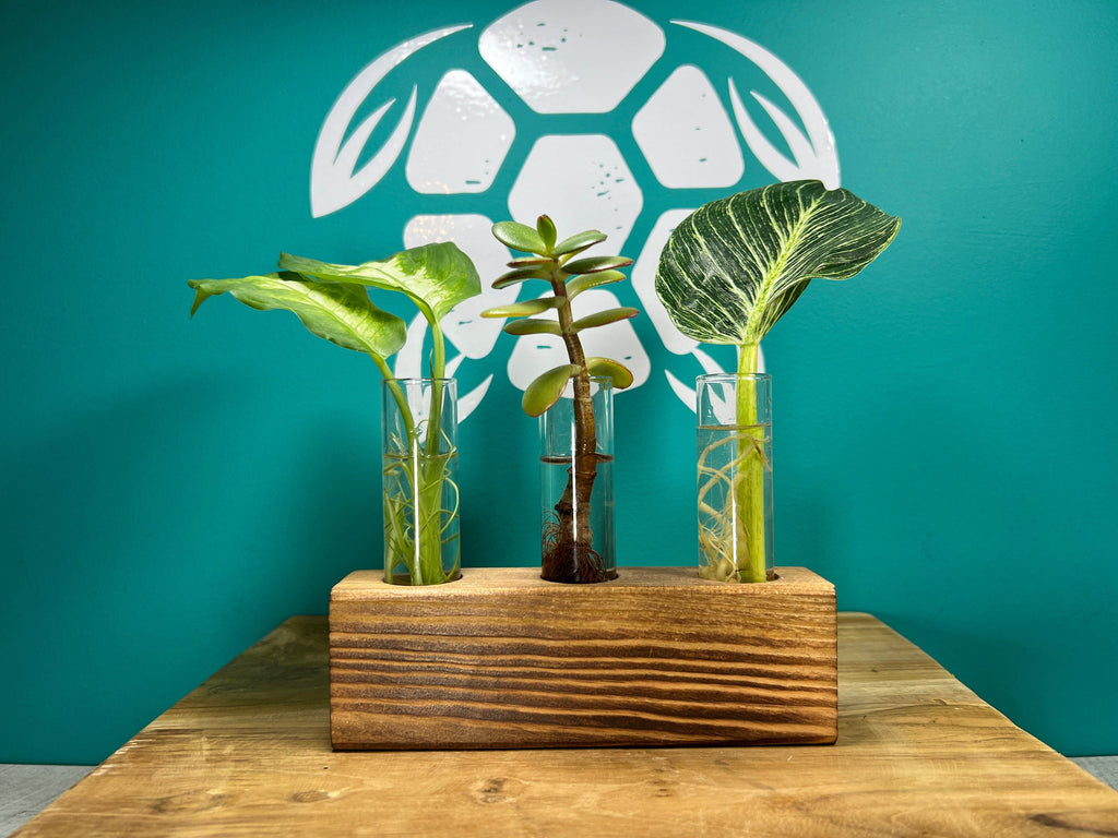 Plant Propagation Gift Set for Indoor Growing