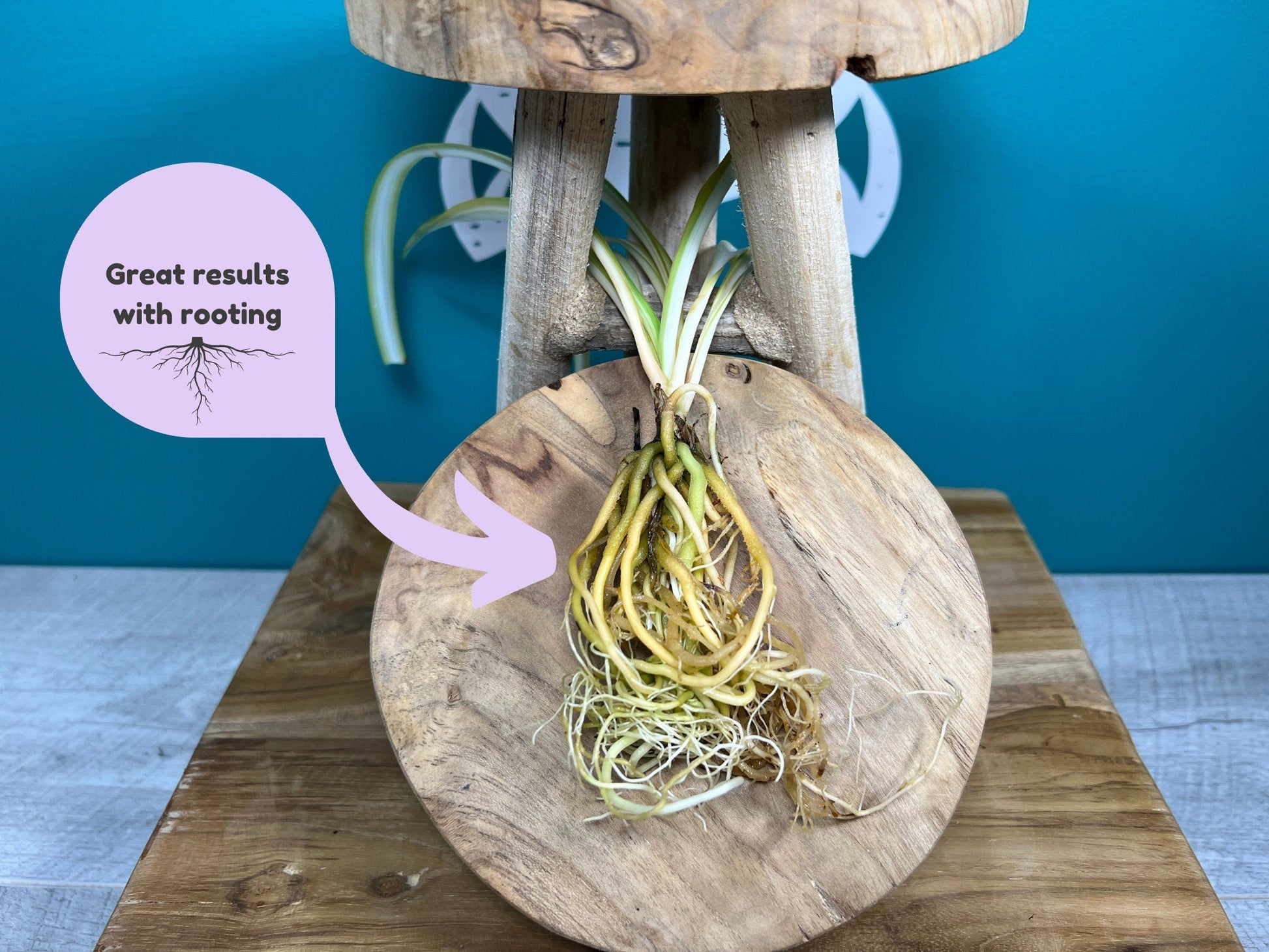 Plant Propagation Gift Set for Indoor Growing