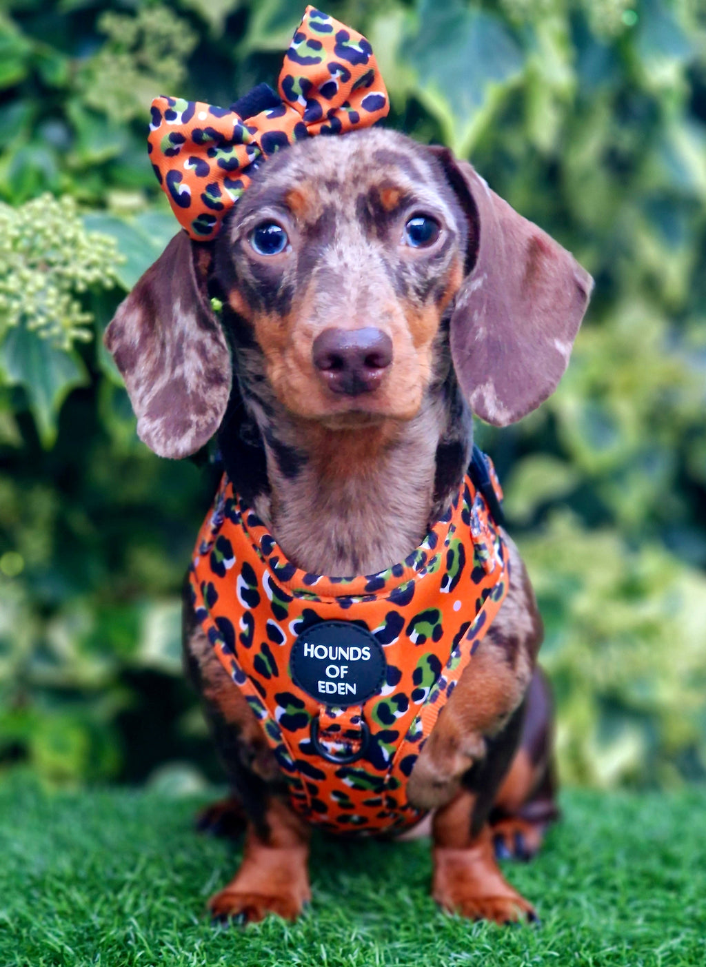 Burnt Orange Leopard Dog Harness with Extended Fit