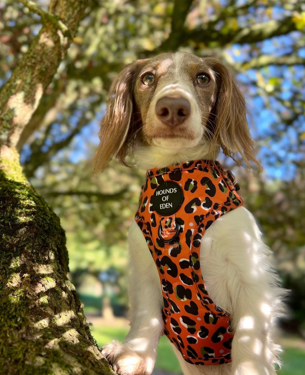 Burnt Orange Leopard Dog Harness with Extended Fit