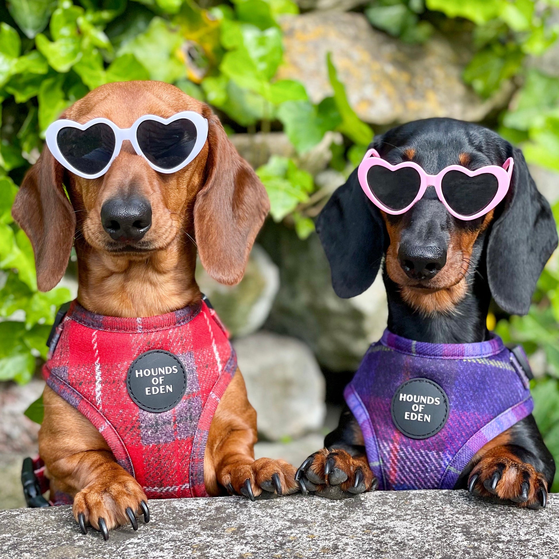 'Sammi' - Red & Grey Check Dog Harness