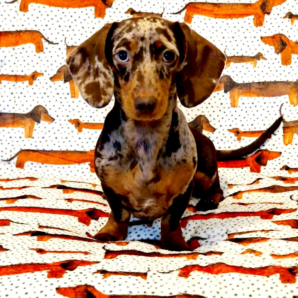 Sizzlin' Sausages Dog Snuggle Blanket