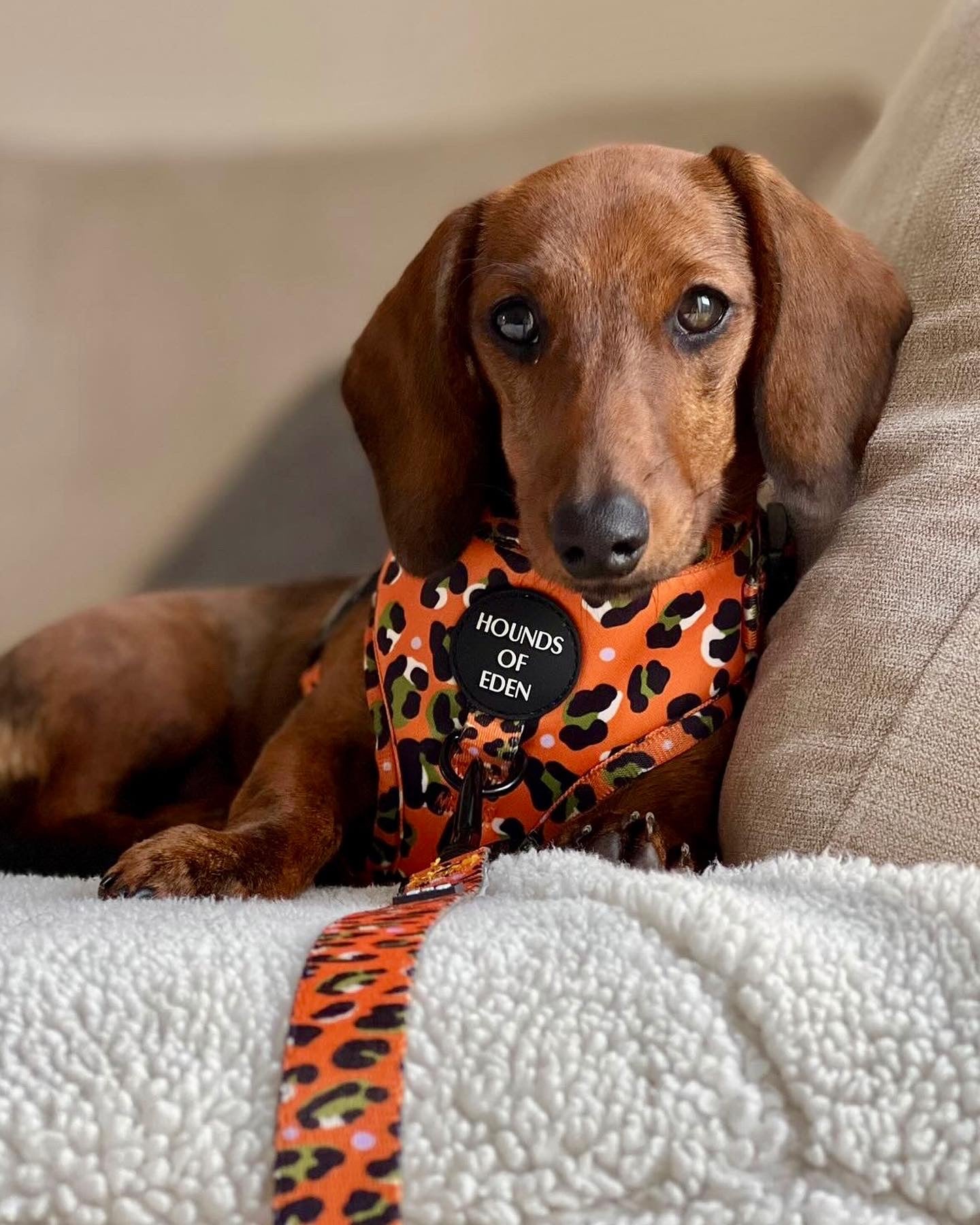 Burnt Orange Leopard Dog Harness with Extended Fit