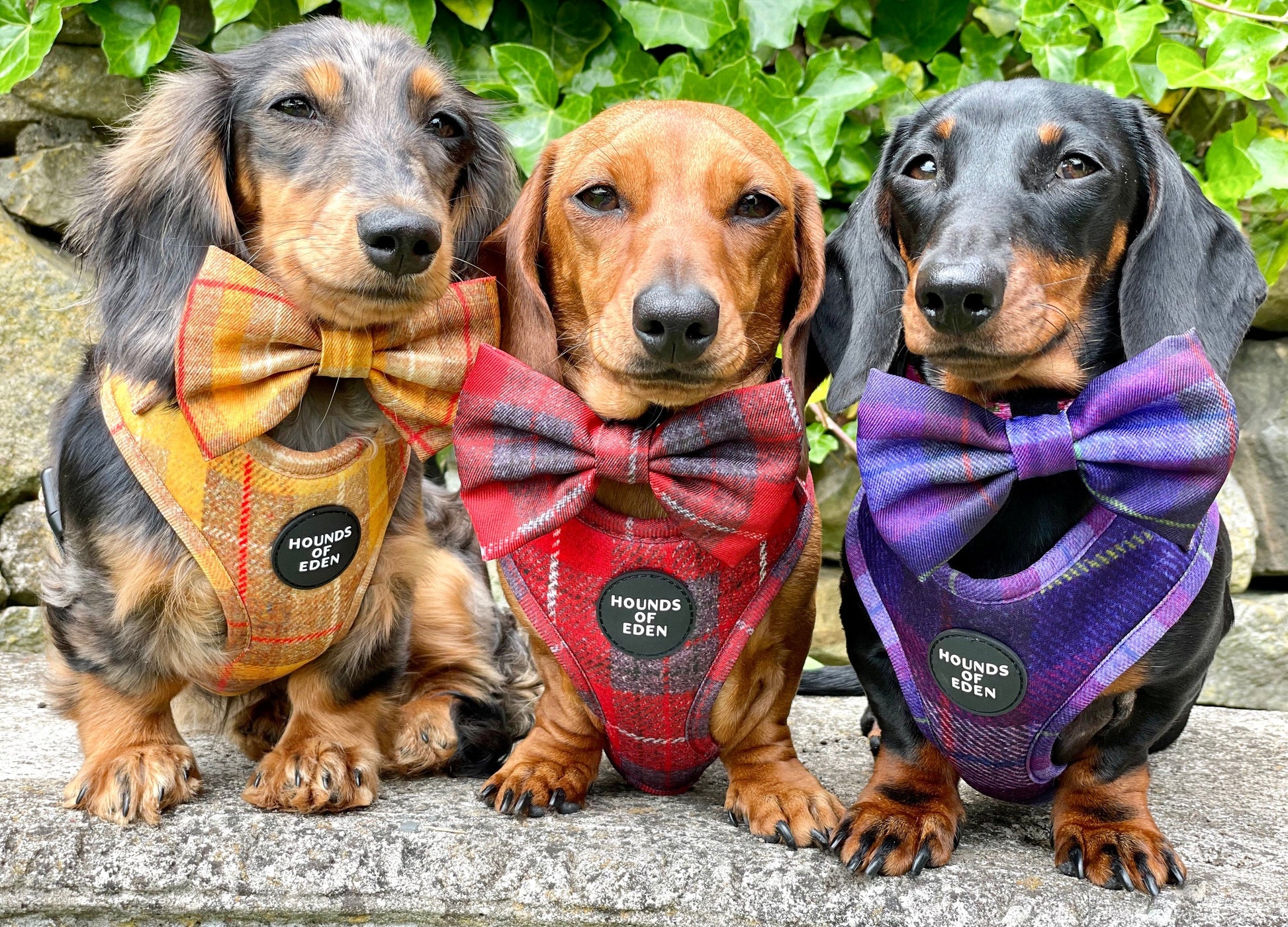 'Honey' - Yellow Check Dog Harness
