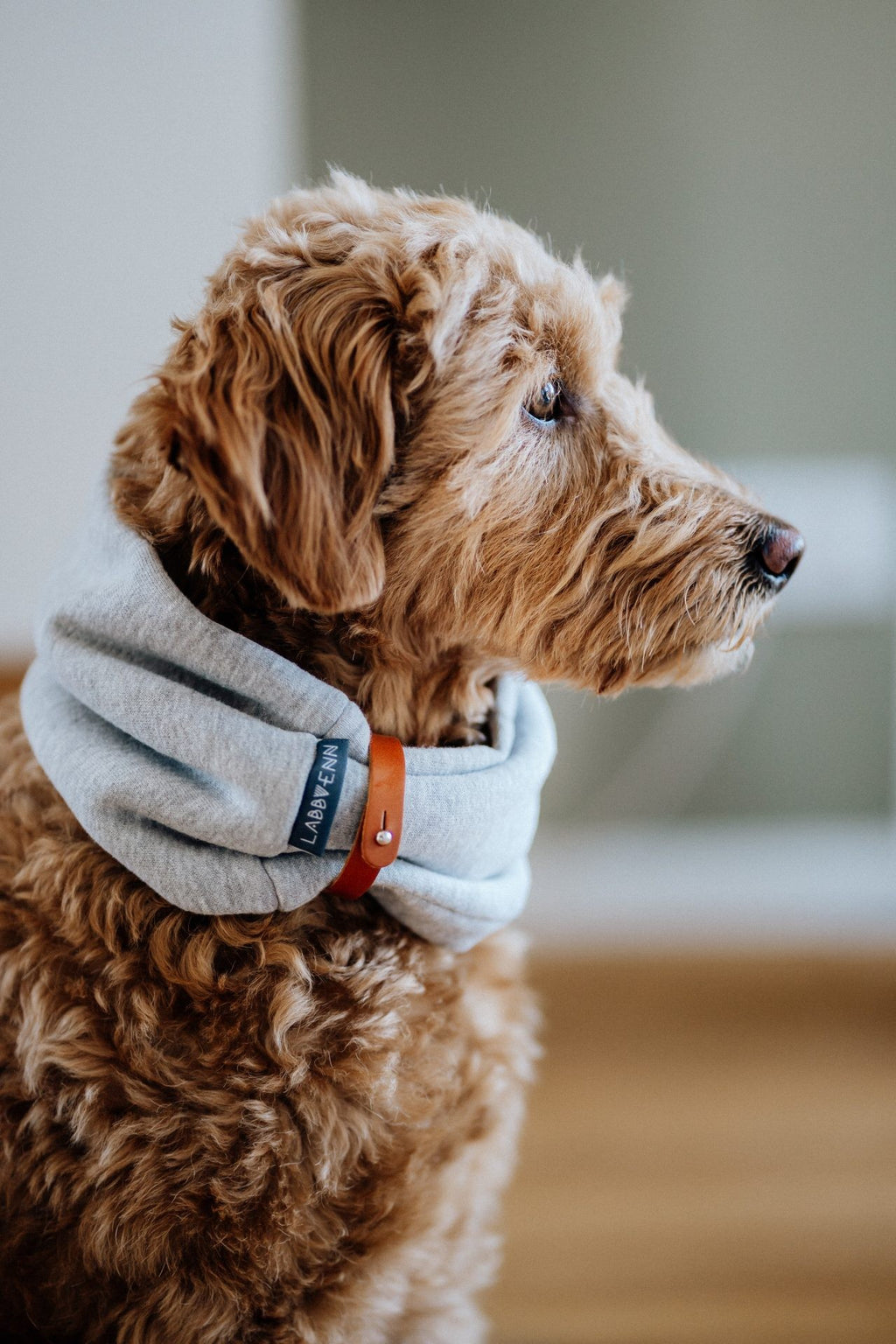 confident dog in a stylish light melange neck warmer on a crisp winter day