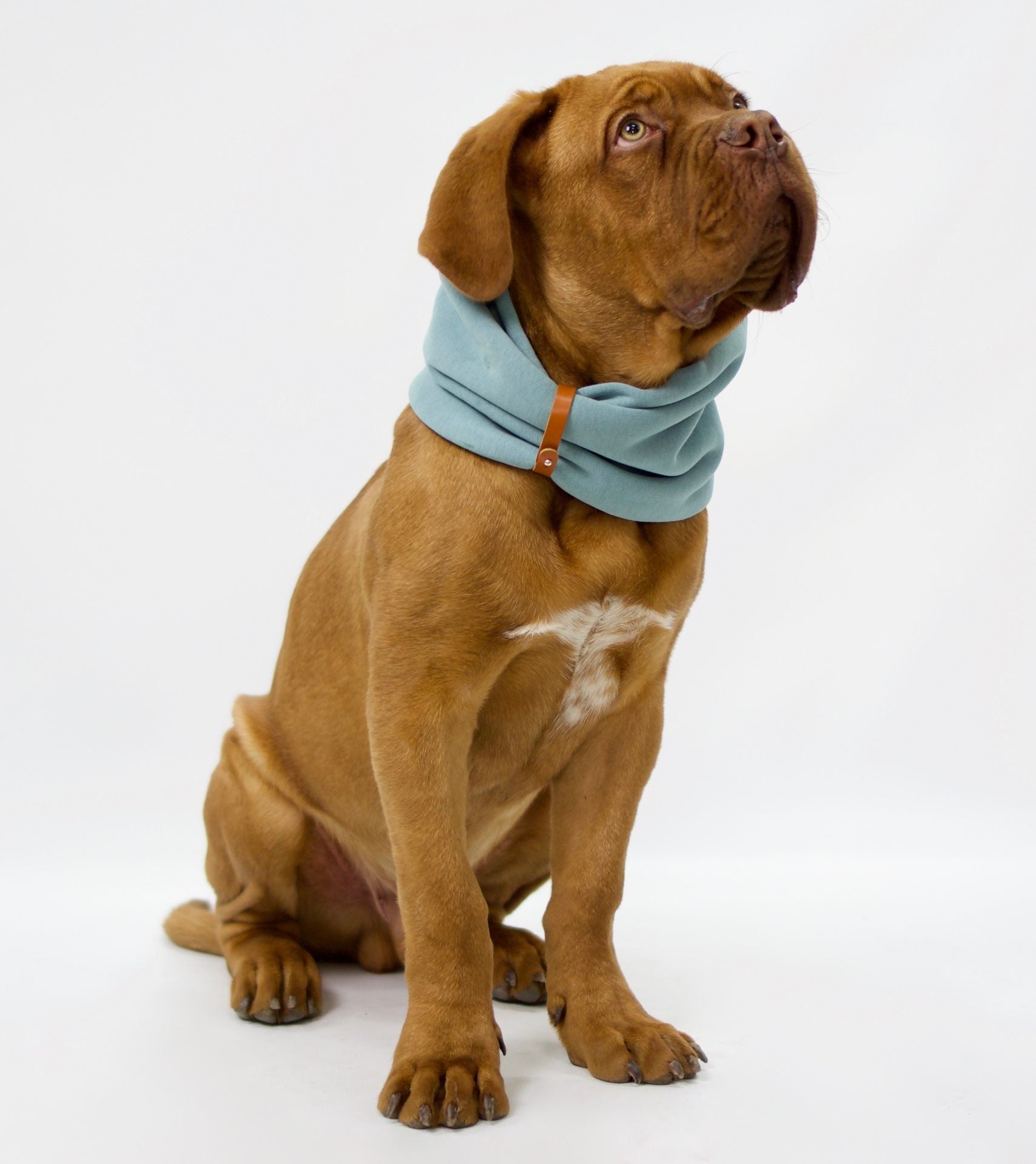 bold turquoise inko neck warmer for dogs on a stark white background