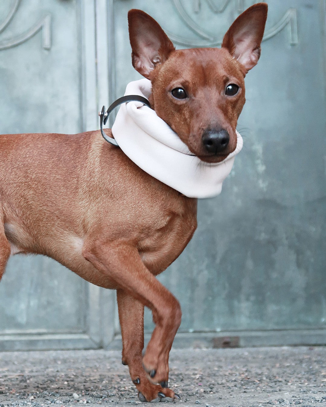 bold white sand inko neck warmer on a dog with a confident look