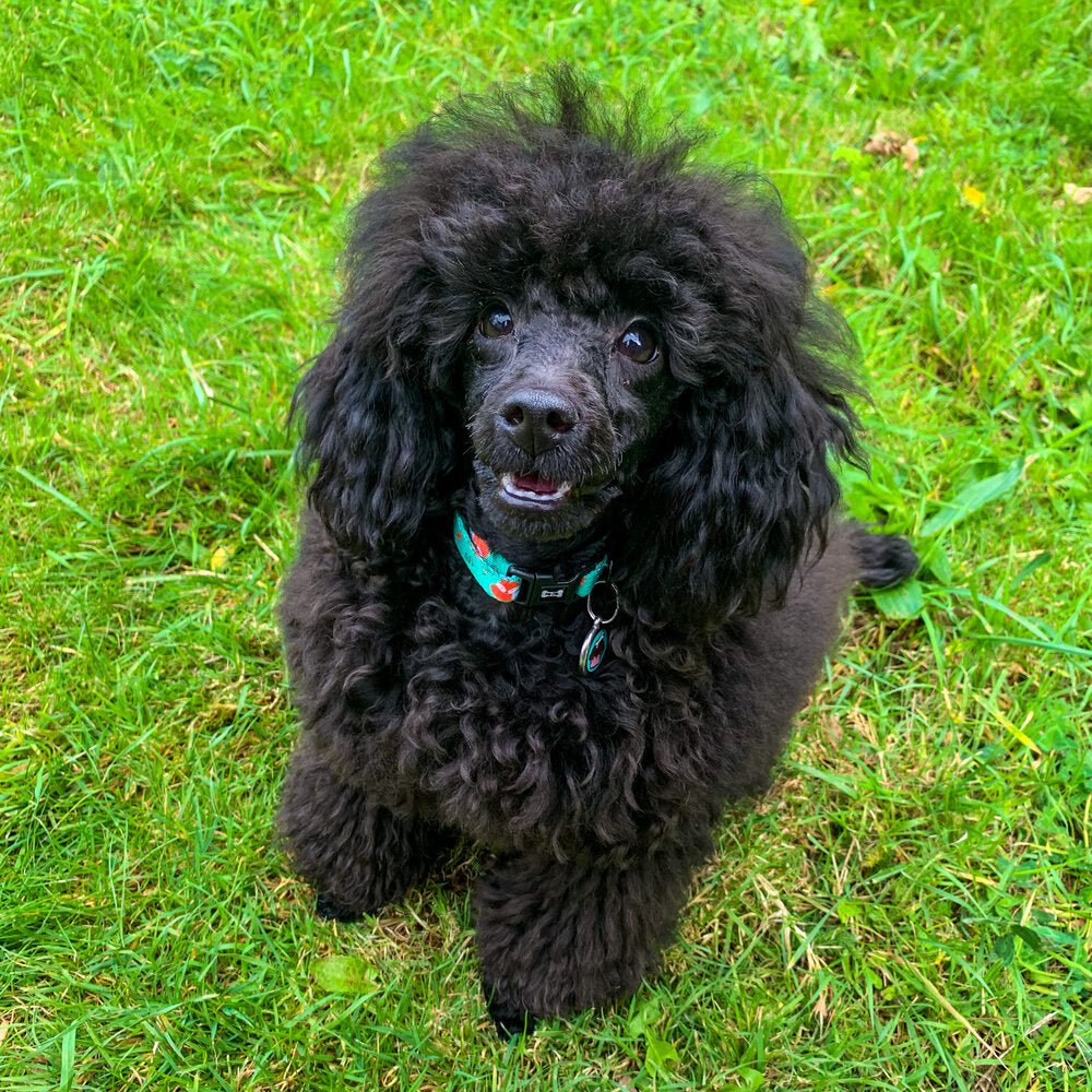 Inquisitive Fox Collar for Dogs