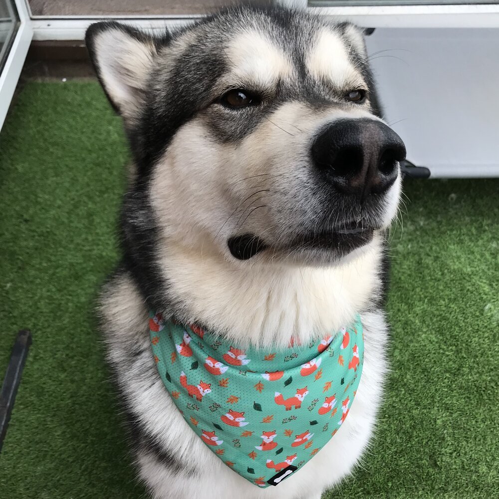 Cooling Bandana for Dogs