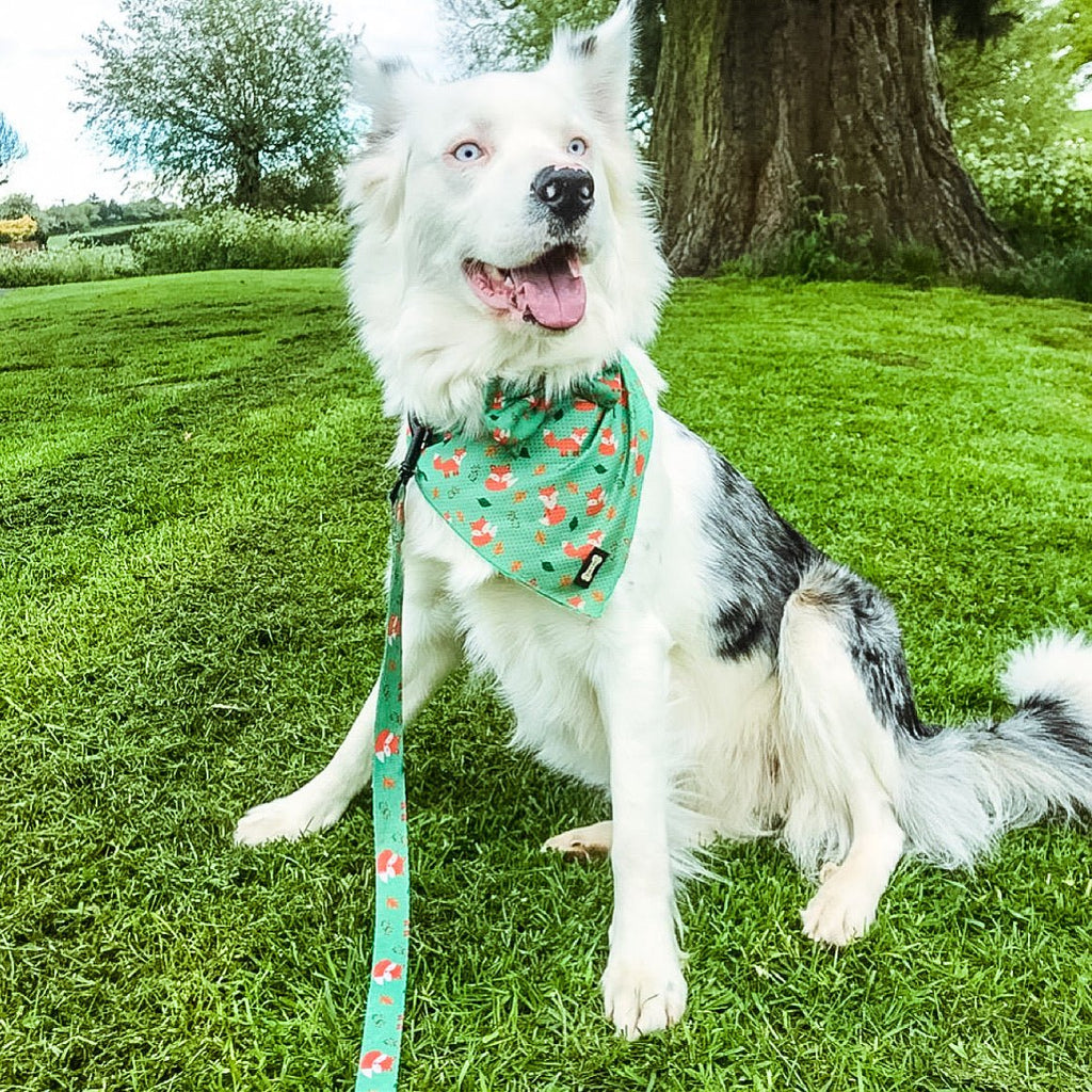 Cooling Bandana for Dogs
