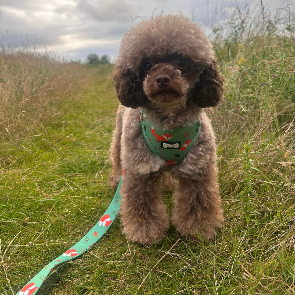 XXS Puppy Harness in Sage Green with Fox Print