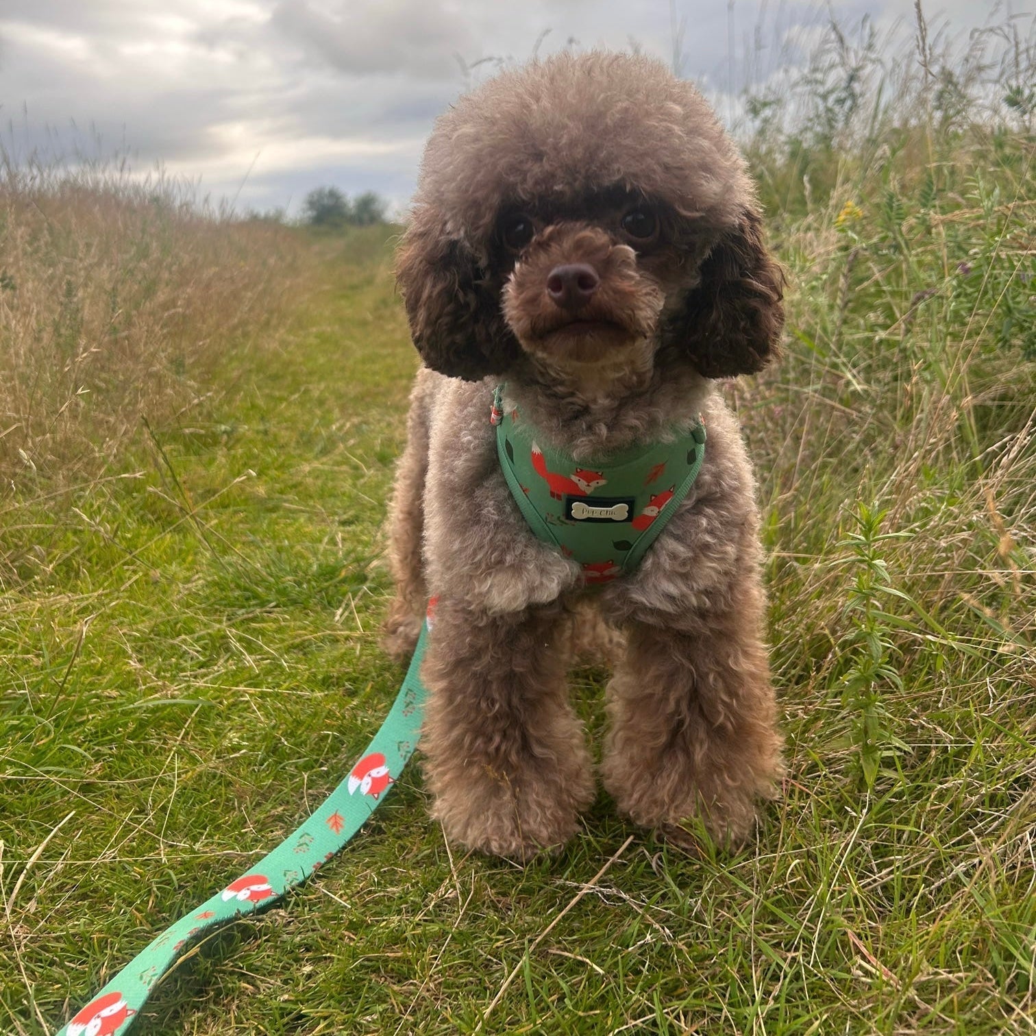 XXS Puppy Harness in Sage Green with Fox Print