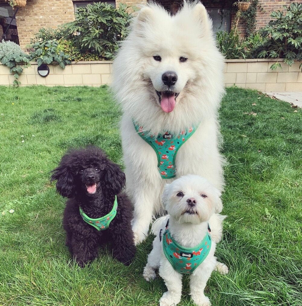 XXS Puppy Harness in Sage Green with Fox Print