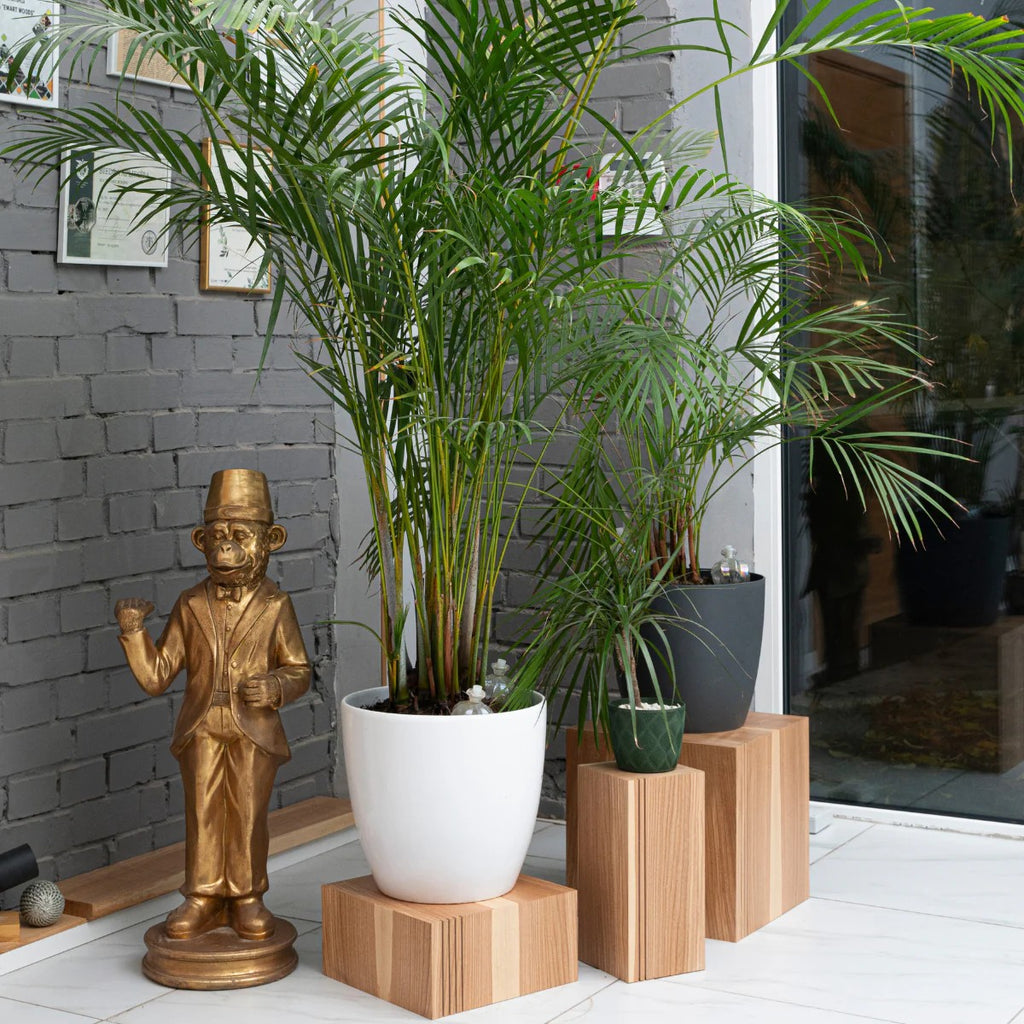 three latvian-crafted birch plywood cube plant stands in a warm, sunlit room with a minimalist aesthetic