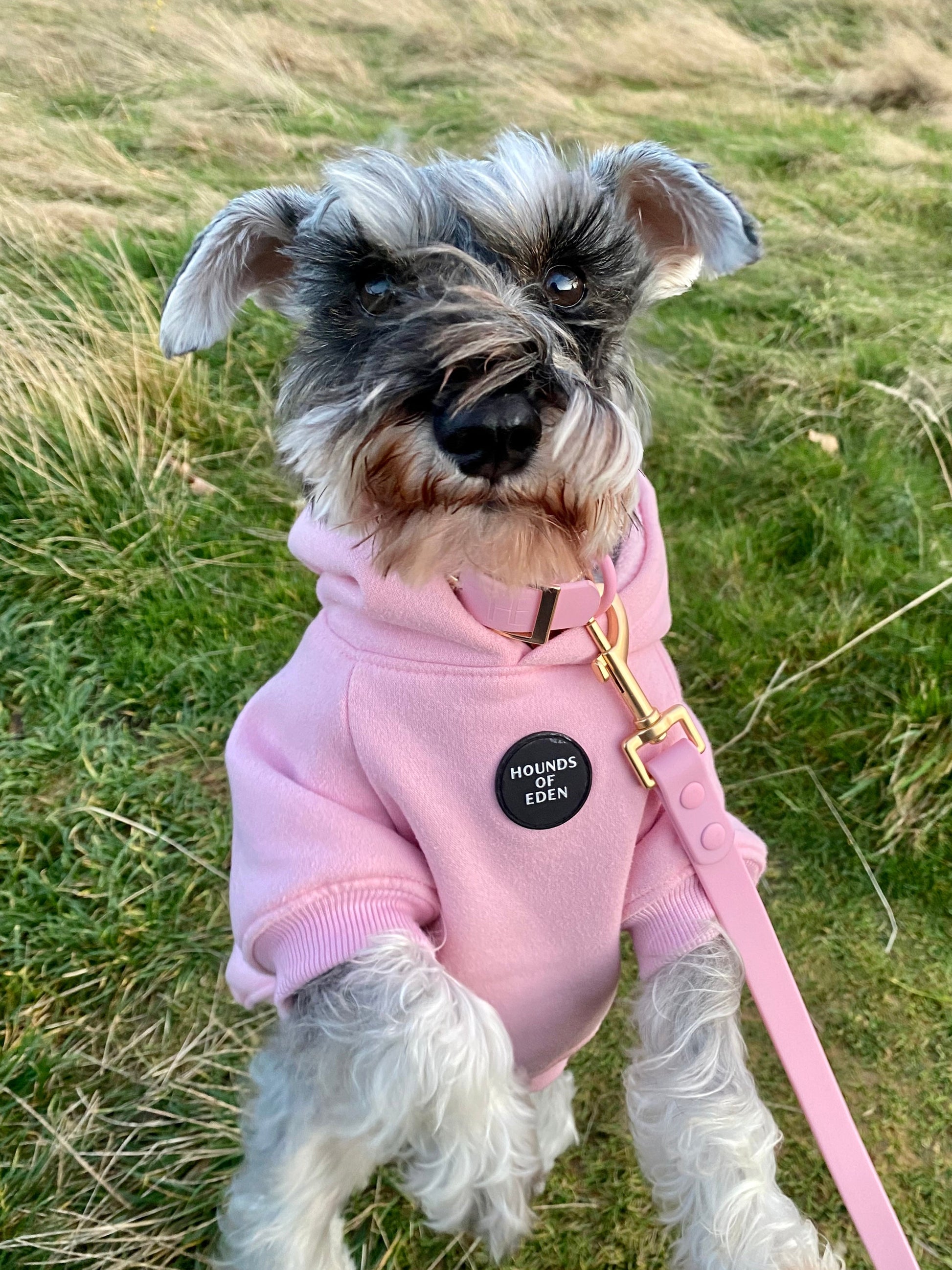 Dog Hoodie - Brown