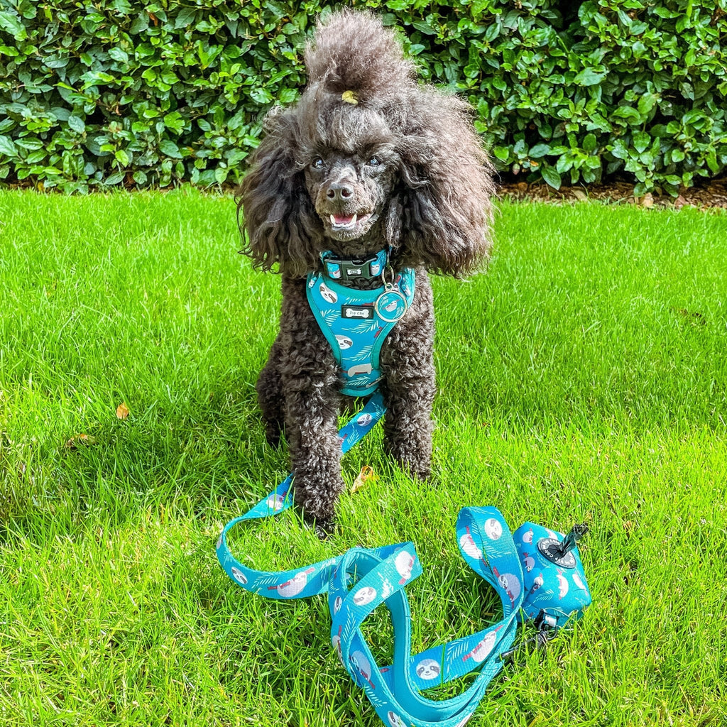 Lazy Sloth Adjustable Dog Collar