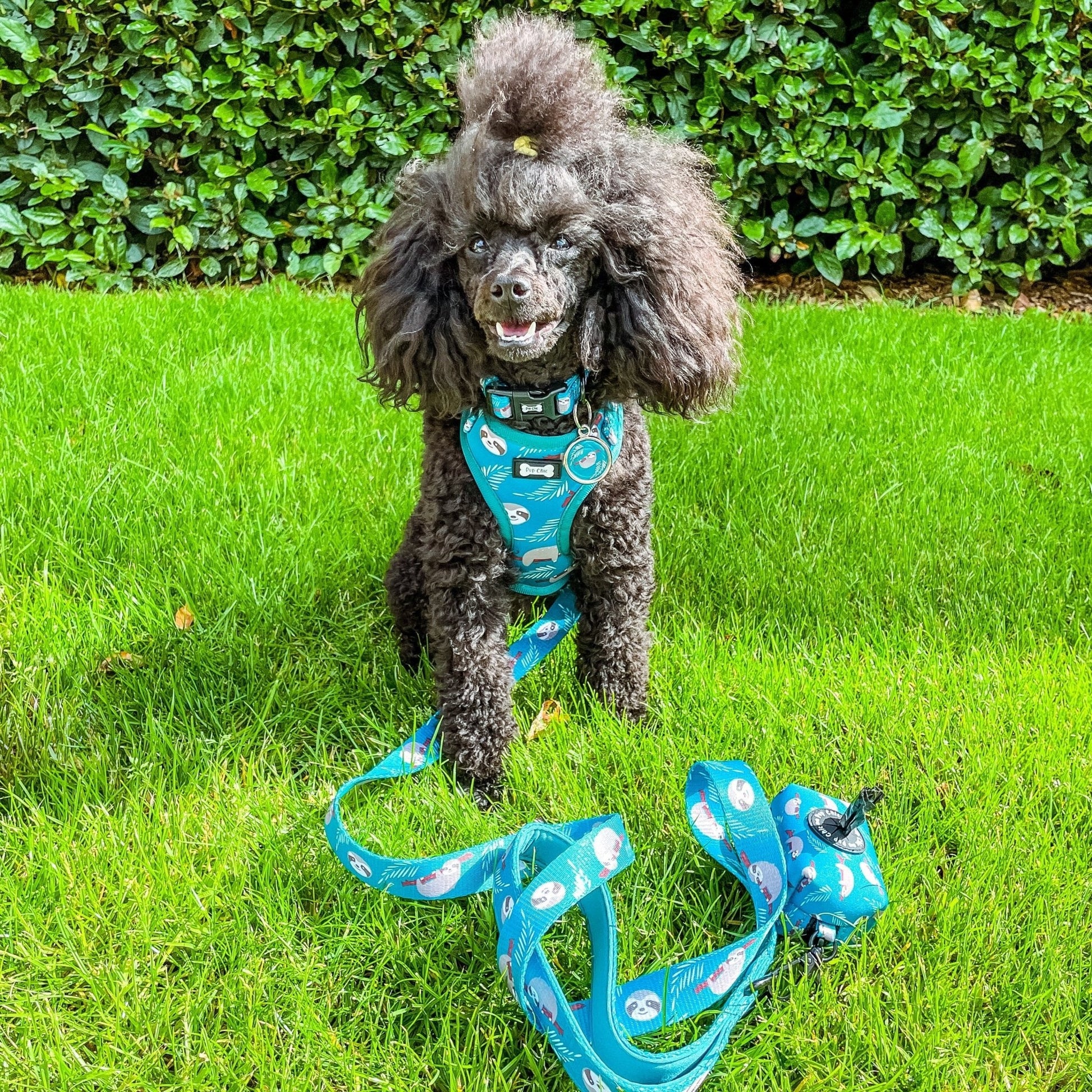 Lazy Sloth Adjustable Dog Collar