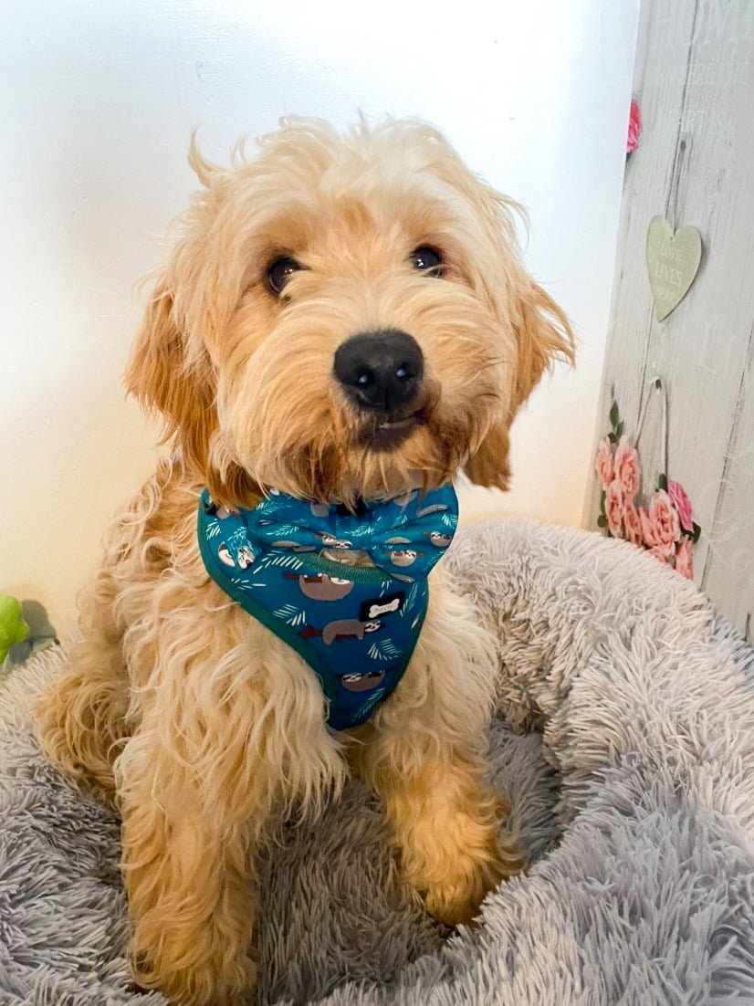 XXS Puppy Harness for Tiny Breeds