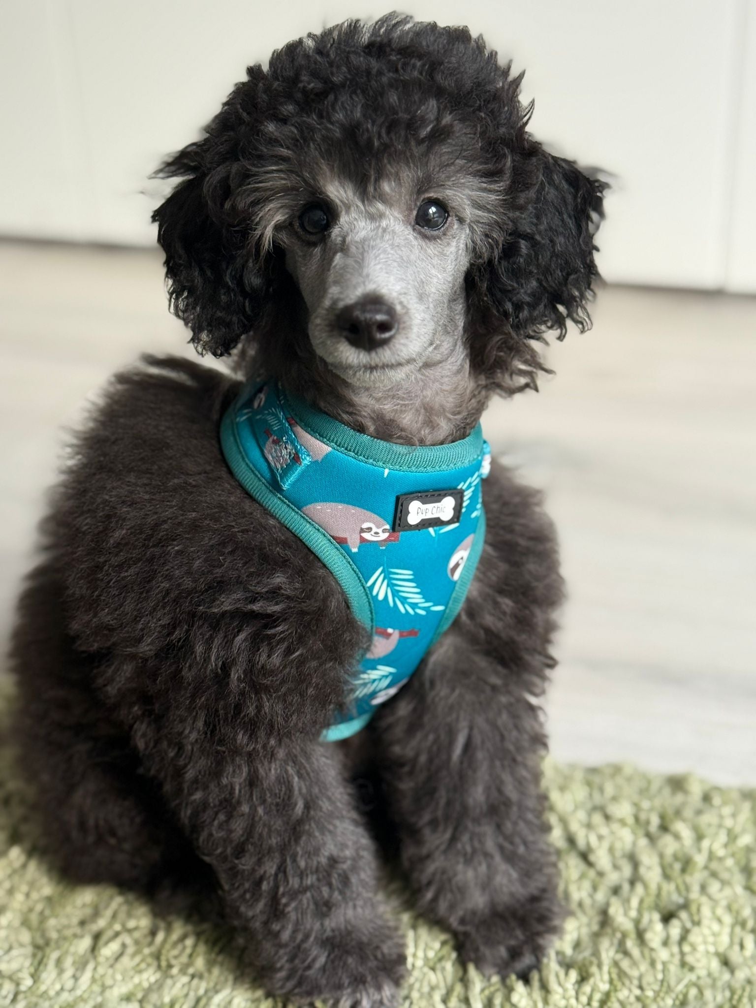 XXS Puppy Harness for Tiny Breeds