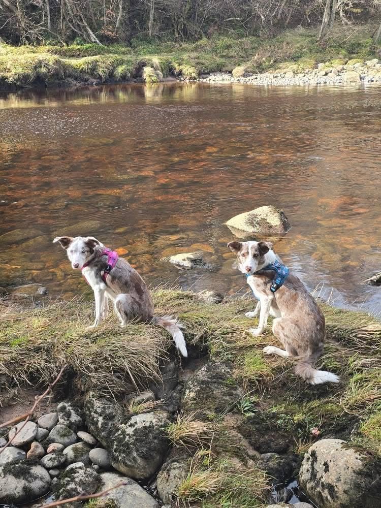 Lazy Sloth Tactical Dog Harness in Mint Green