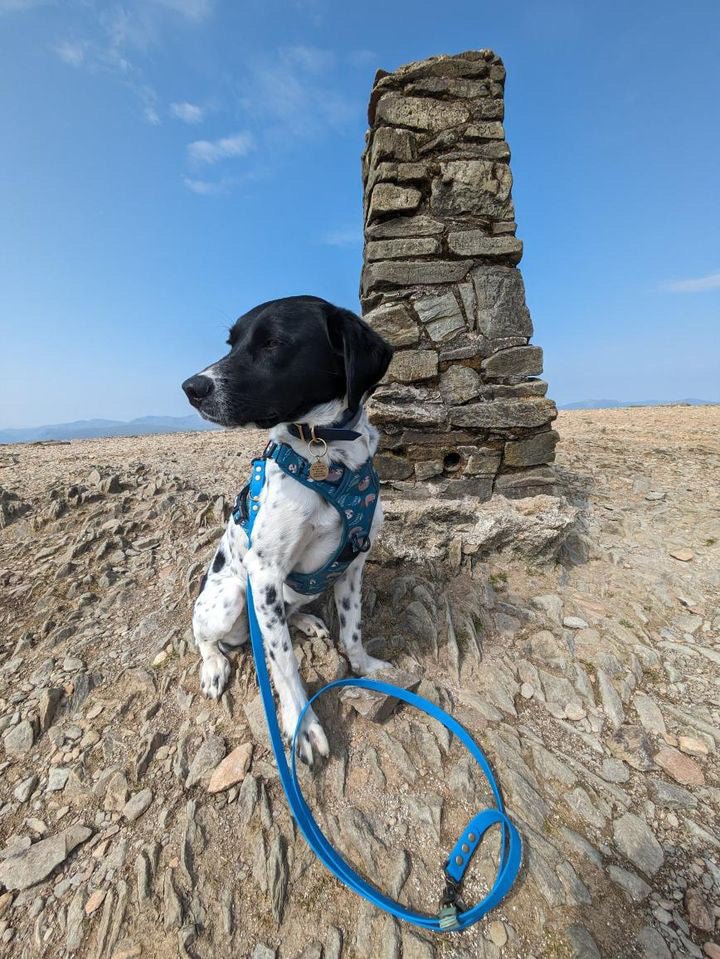 Lazy Sloth Tactical Dog Harness in Mint Green