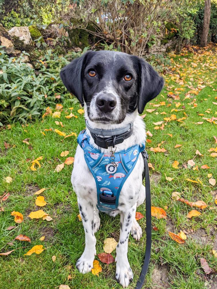 Lazy Sloth Tactical Dog Harness in Mint Green