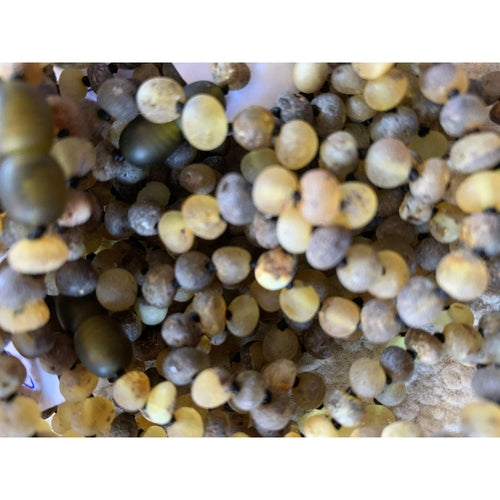 Child Enchanted Raw Green Baltic Amber Anklet Bracelet