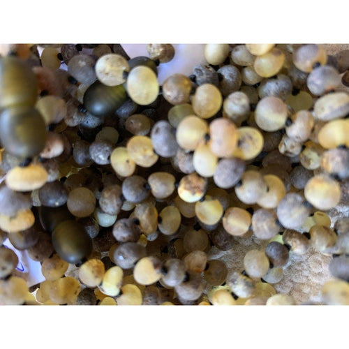 Child Enchanted Raw Green Baltic Amber Necklace