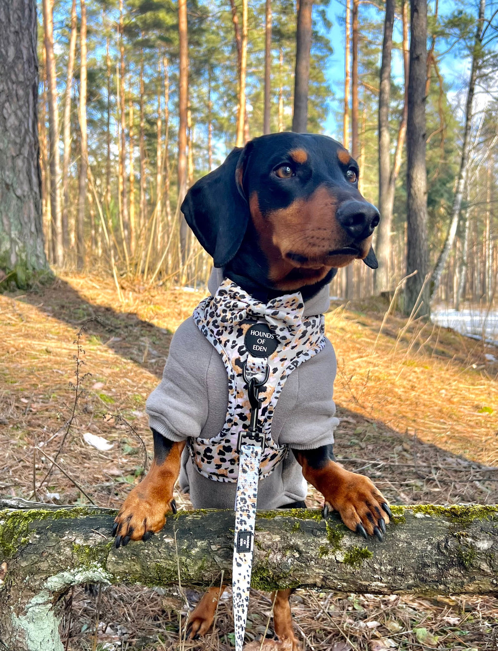 Dog Hoodie - Black