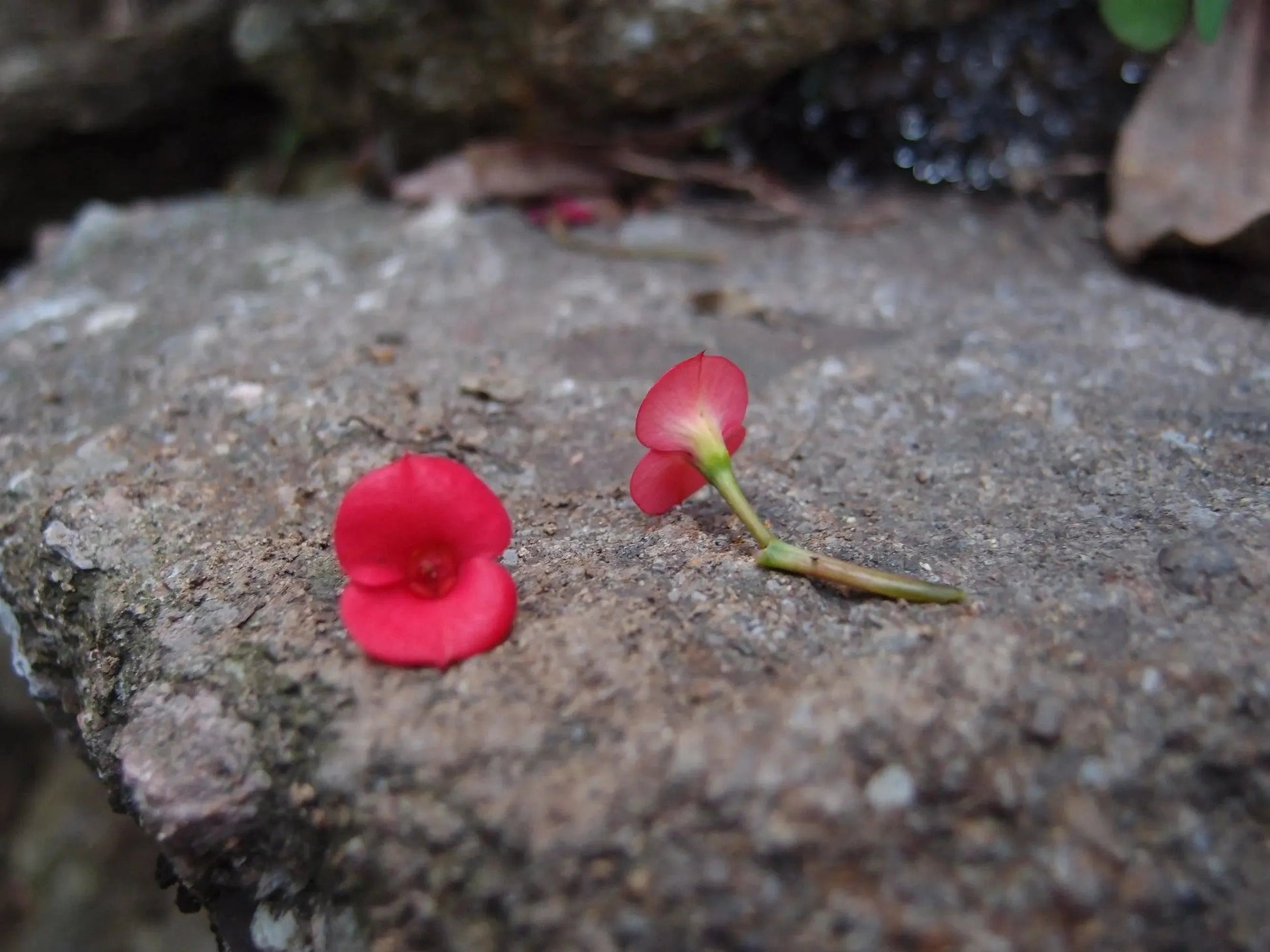 Mixed Poppy Drop Earrings in Sterling Silver