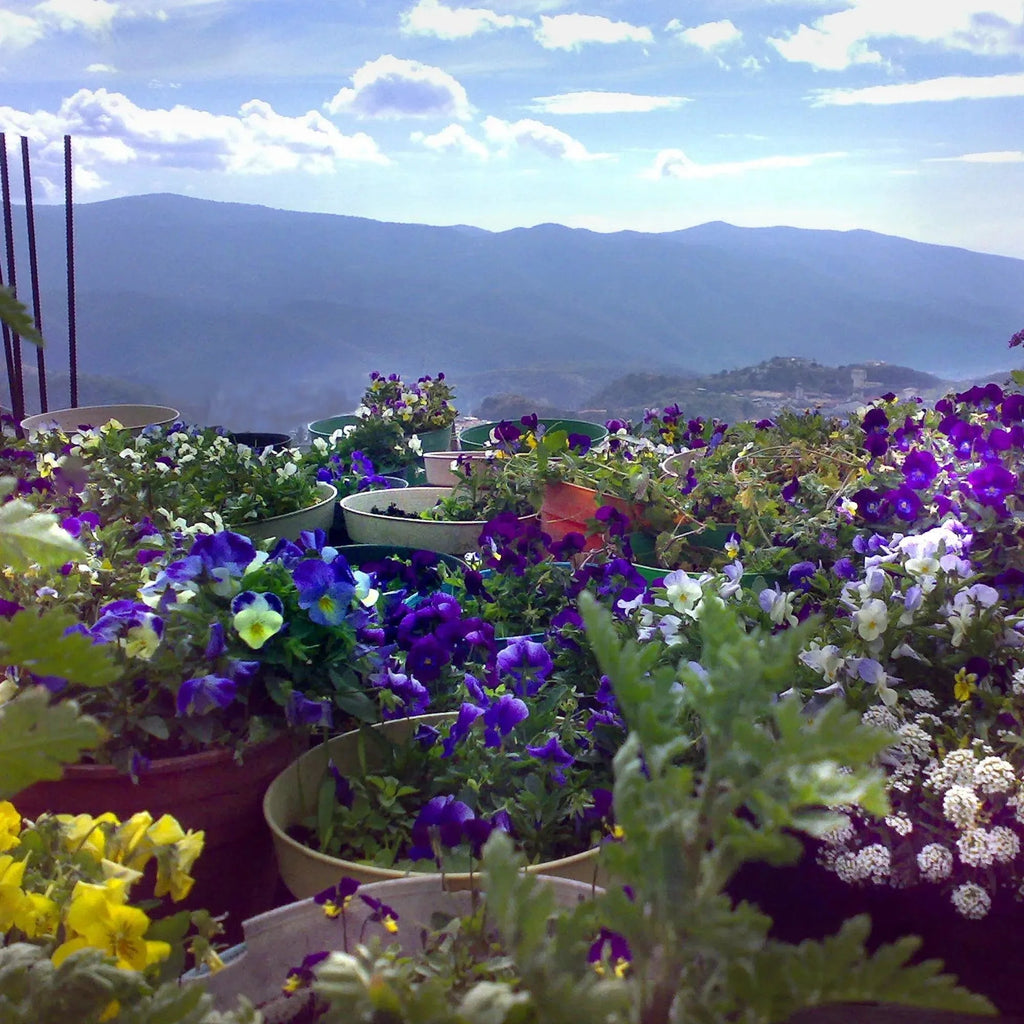 Mixed Poppy Drop Earrings in Sterling Silver