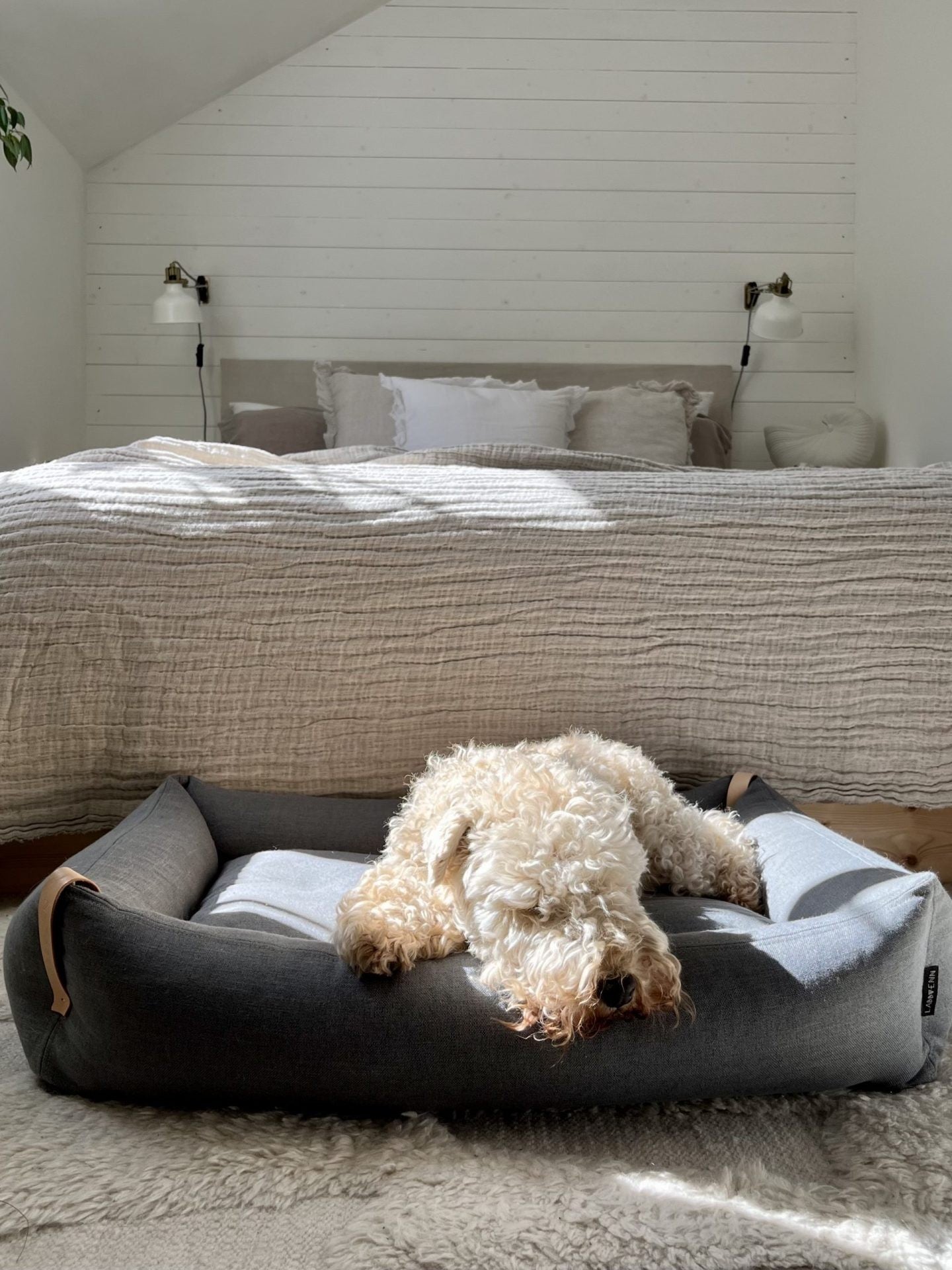 bold moe dog bed in light anthracite with modern leather belt detail