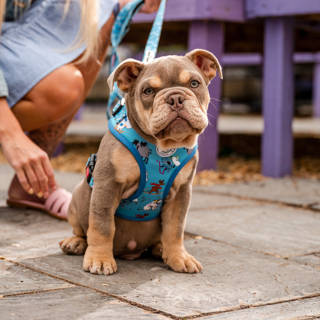 Blue Holiday Moomins Padded Dog Harness