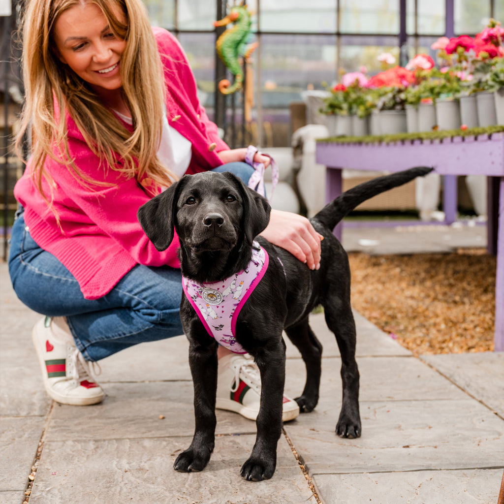 Pink Champagne Moomins Padded Dog Harness