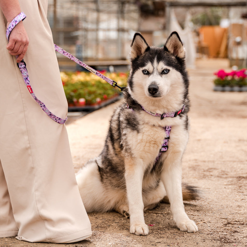 Pink Champagne Dogs H-Harness