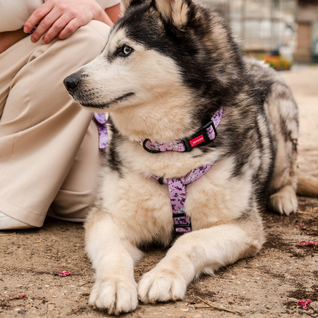 Pink Champagne Dogs H-Harness