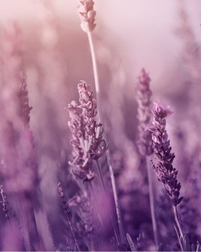 elegant lavender gift set with artisan pump bottles on a marble surface