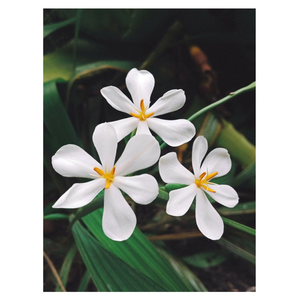 Revive Natural Skincare Tonic Mist