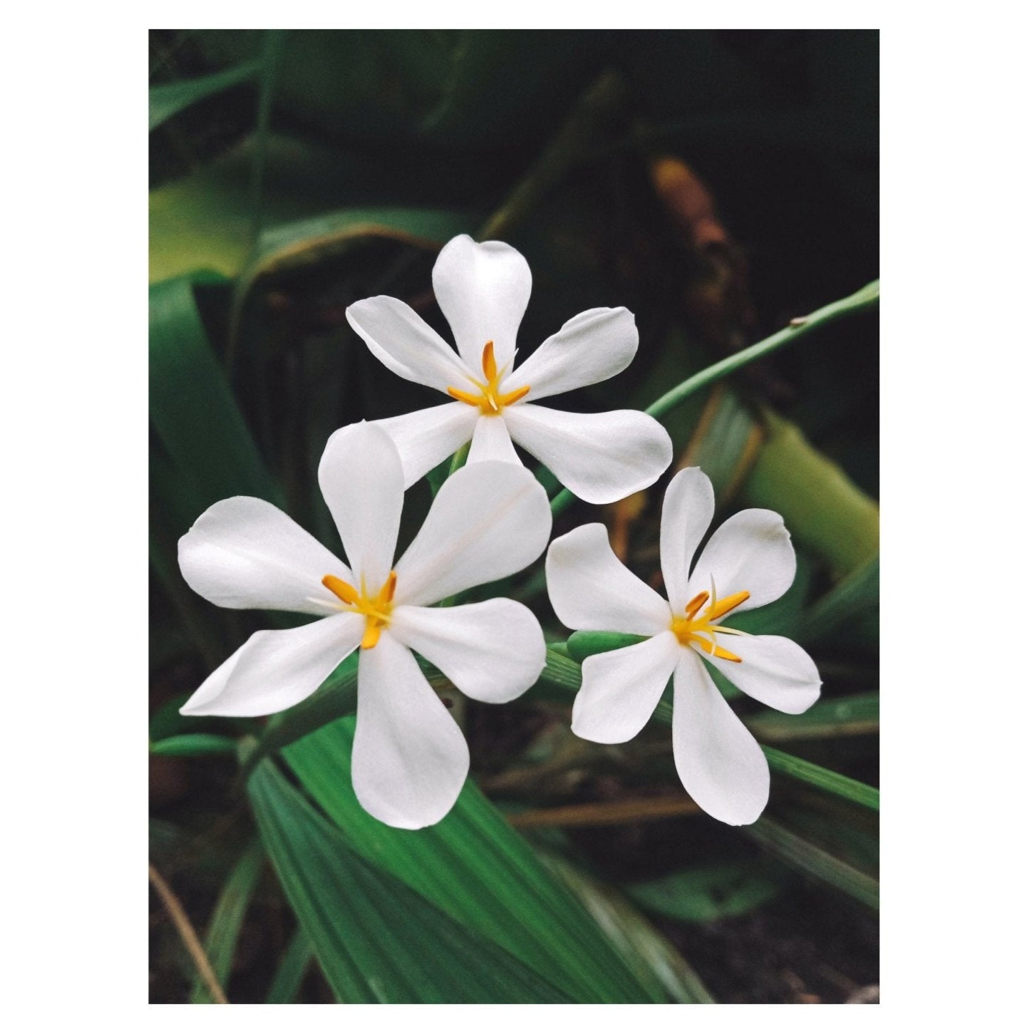 Revive Natural Skincare Tonic Mist