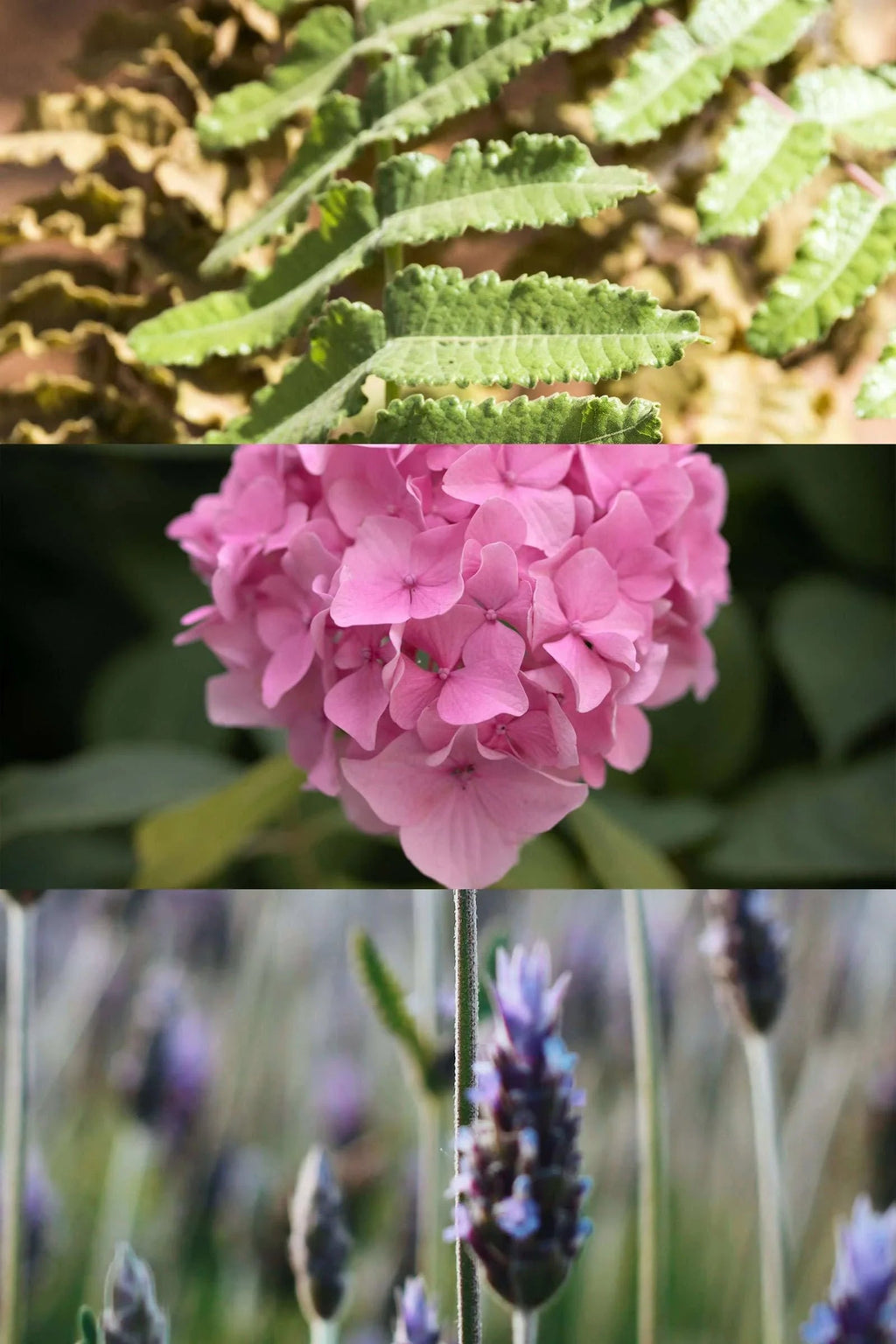 Rest Calm Essential Oil Set