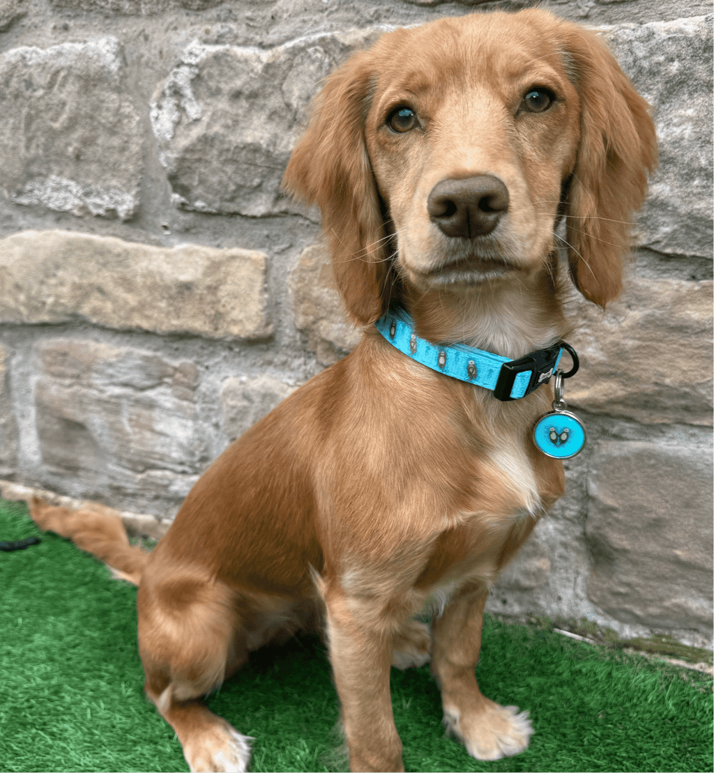 Otterly Lovely Dog Collar
