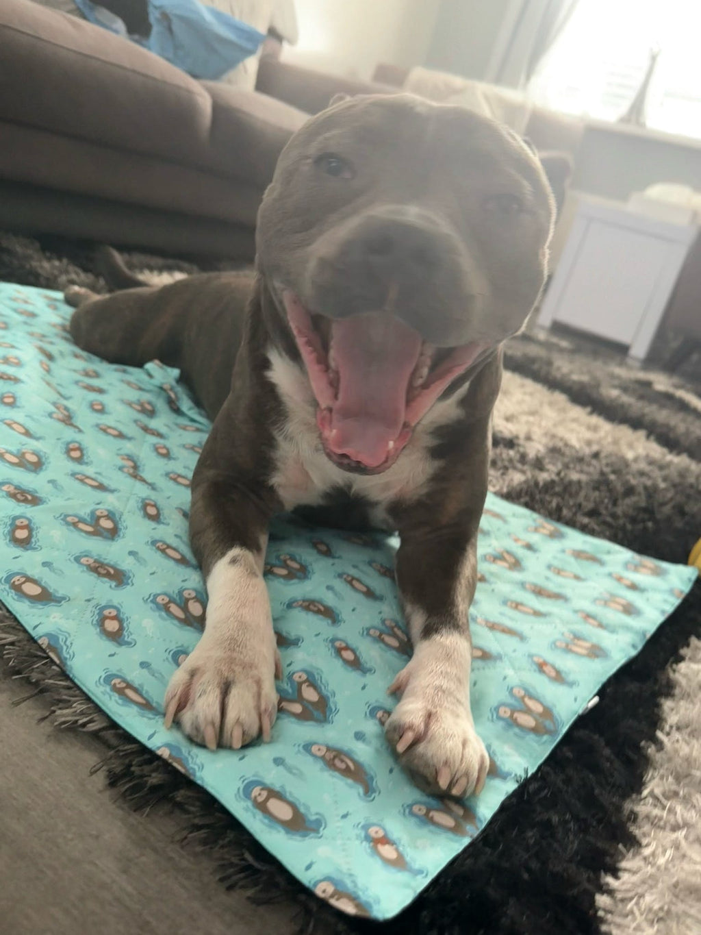 Settle Mat for Dogs, 50x100cm Travel and Training