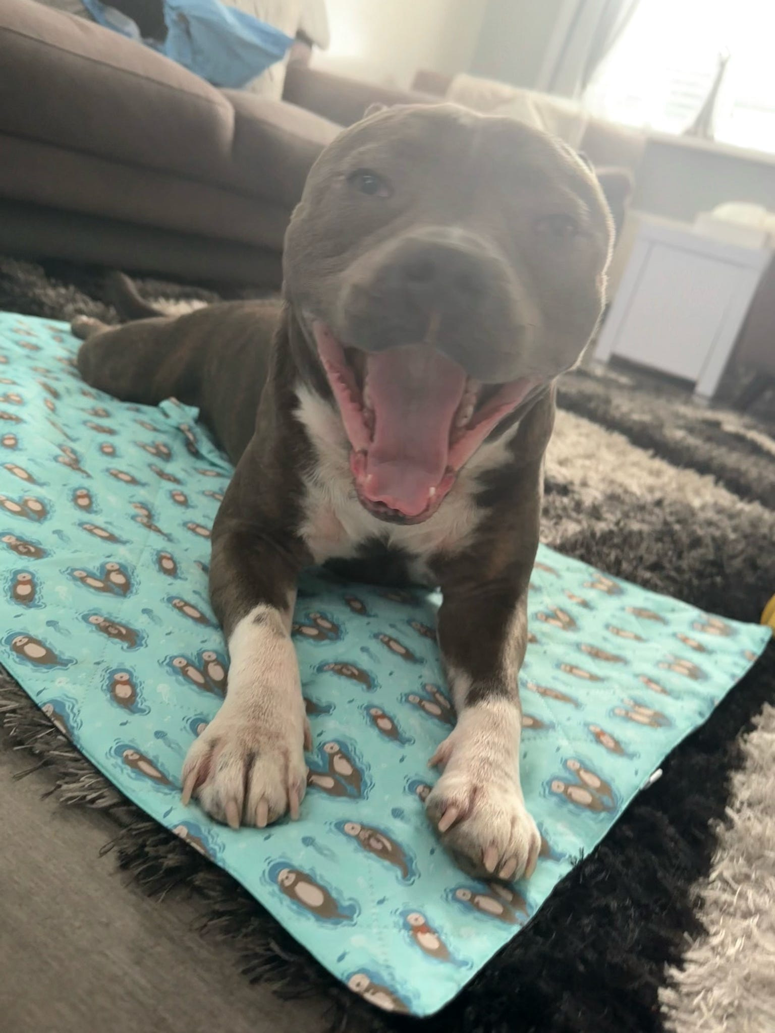 Settle Mat for Dogs, 50x100cm Travel and Training