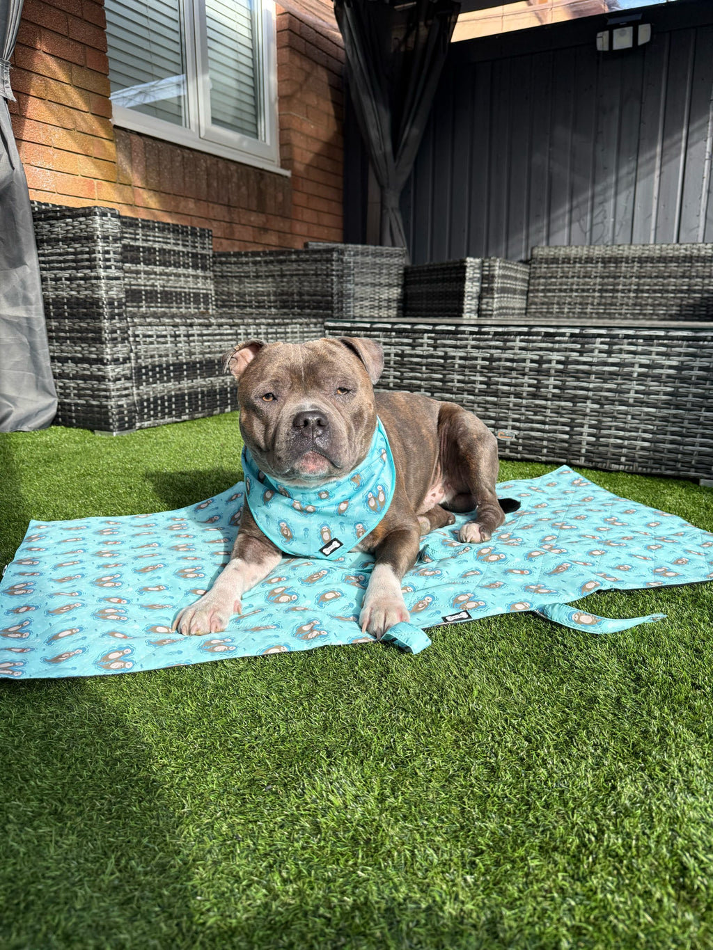 Settle Mat for Dogs, 50x100cm Travel and Training