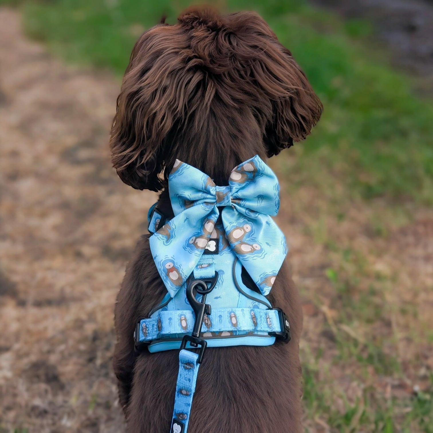 Sailor Bow for Dogs in Light Teal