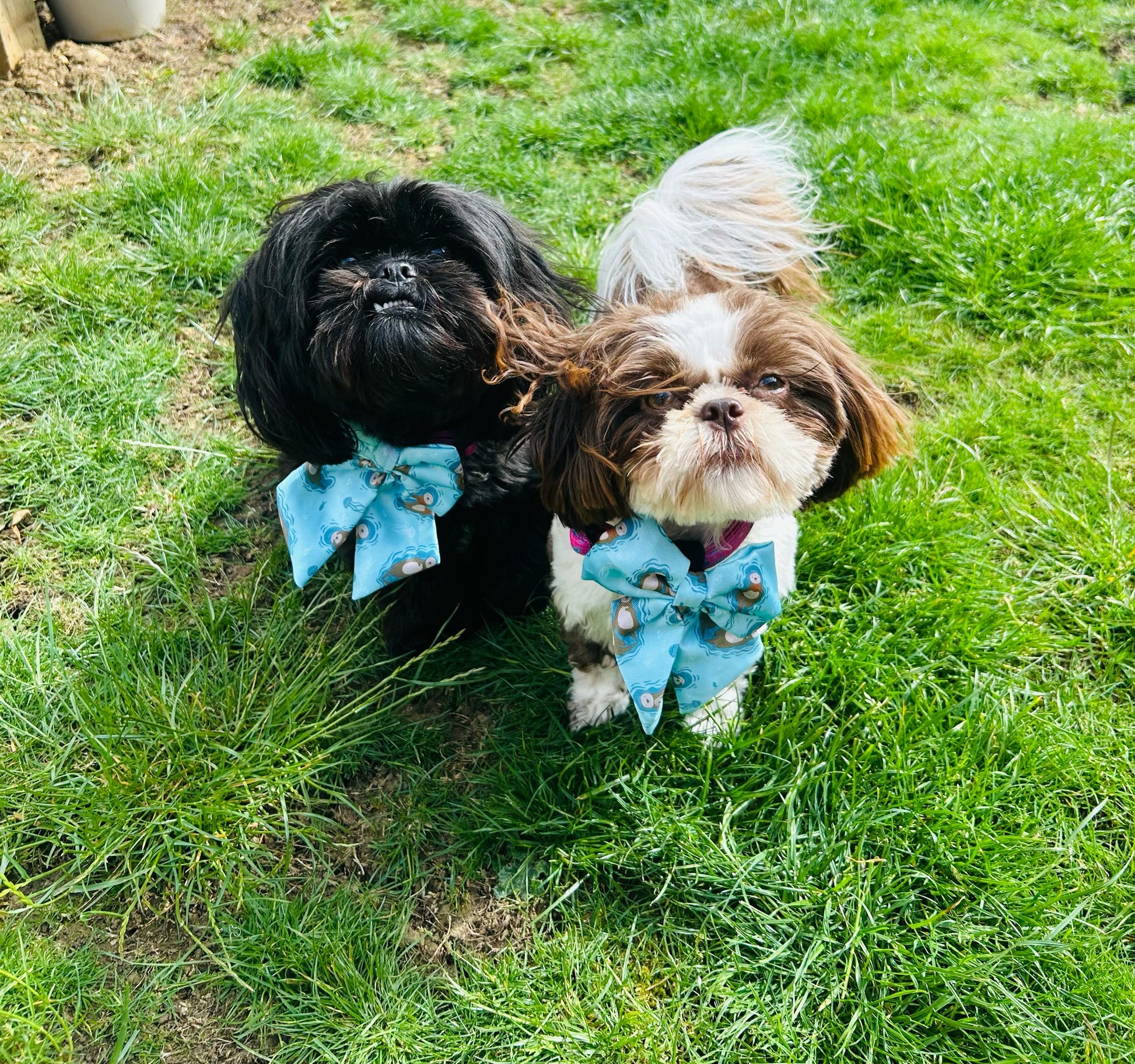 Sailor Bow for Dogs in Light Teal
