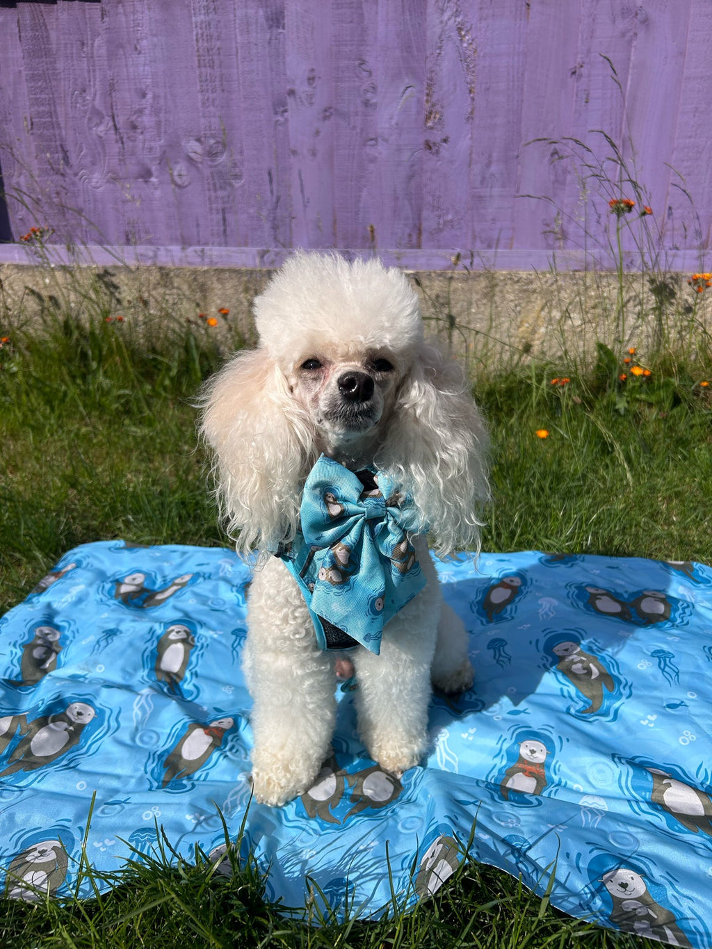 Sailor Bow for Dogs in Light Teal