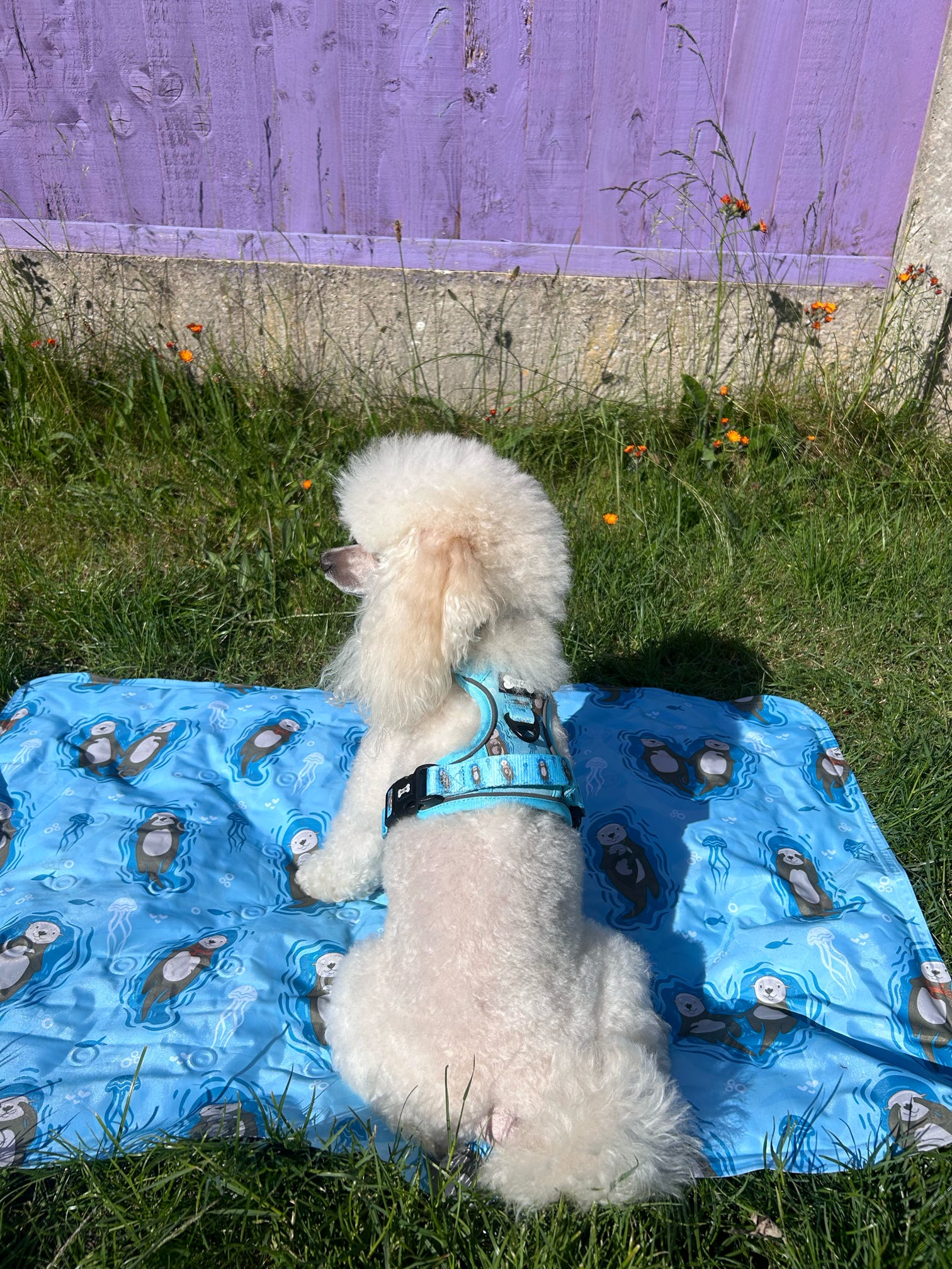 Otterly Lovely Tactical Dog Harness