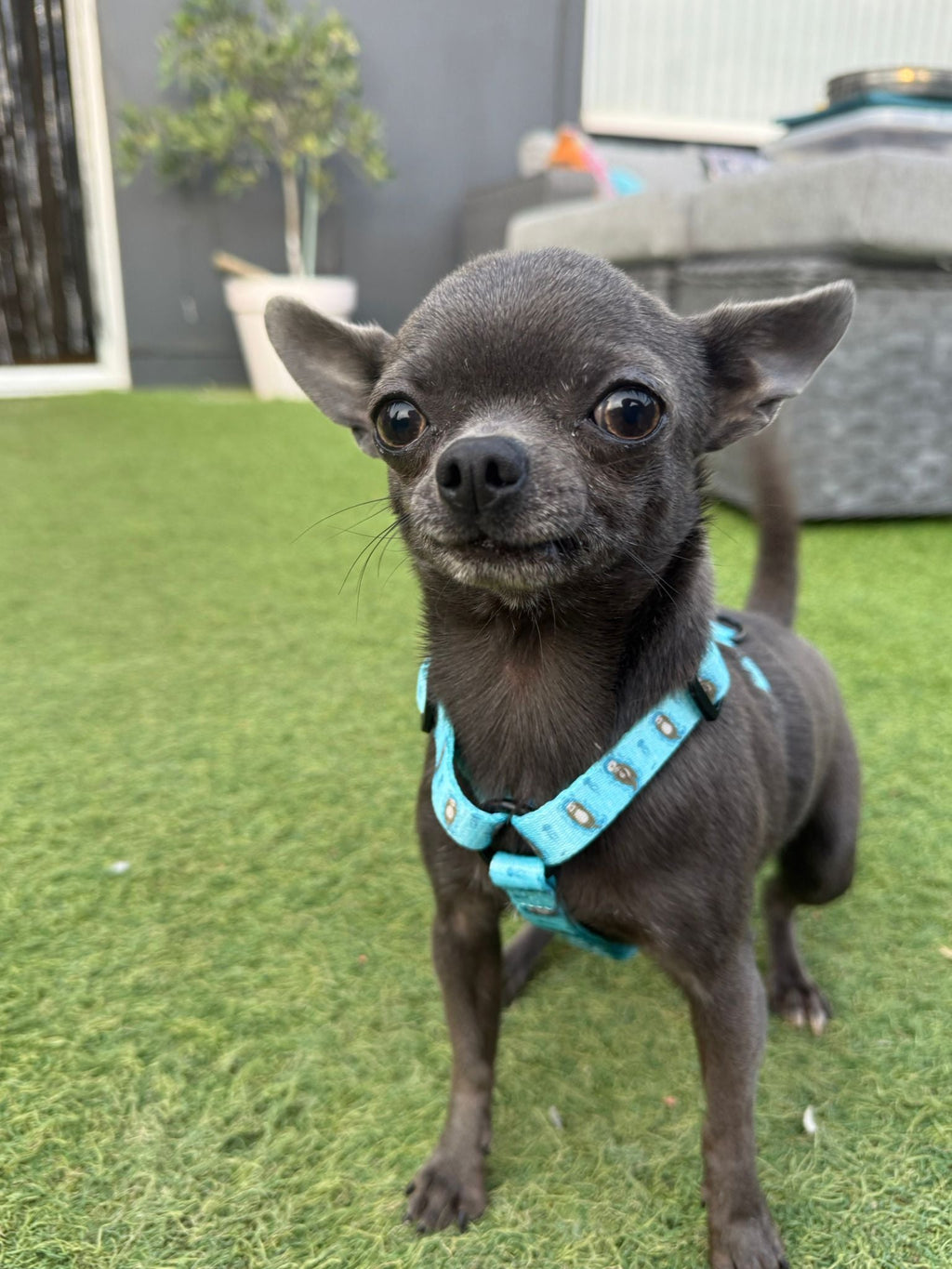 XXXS Puppy Harness with Otter Print