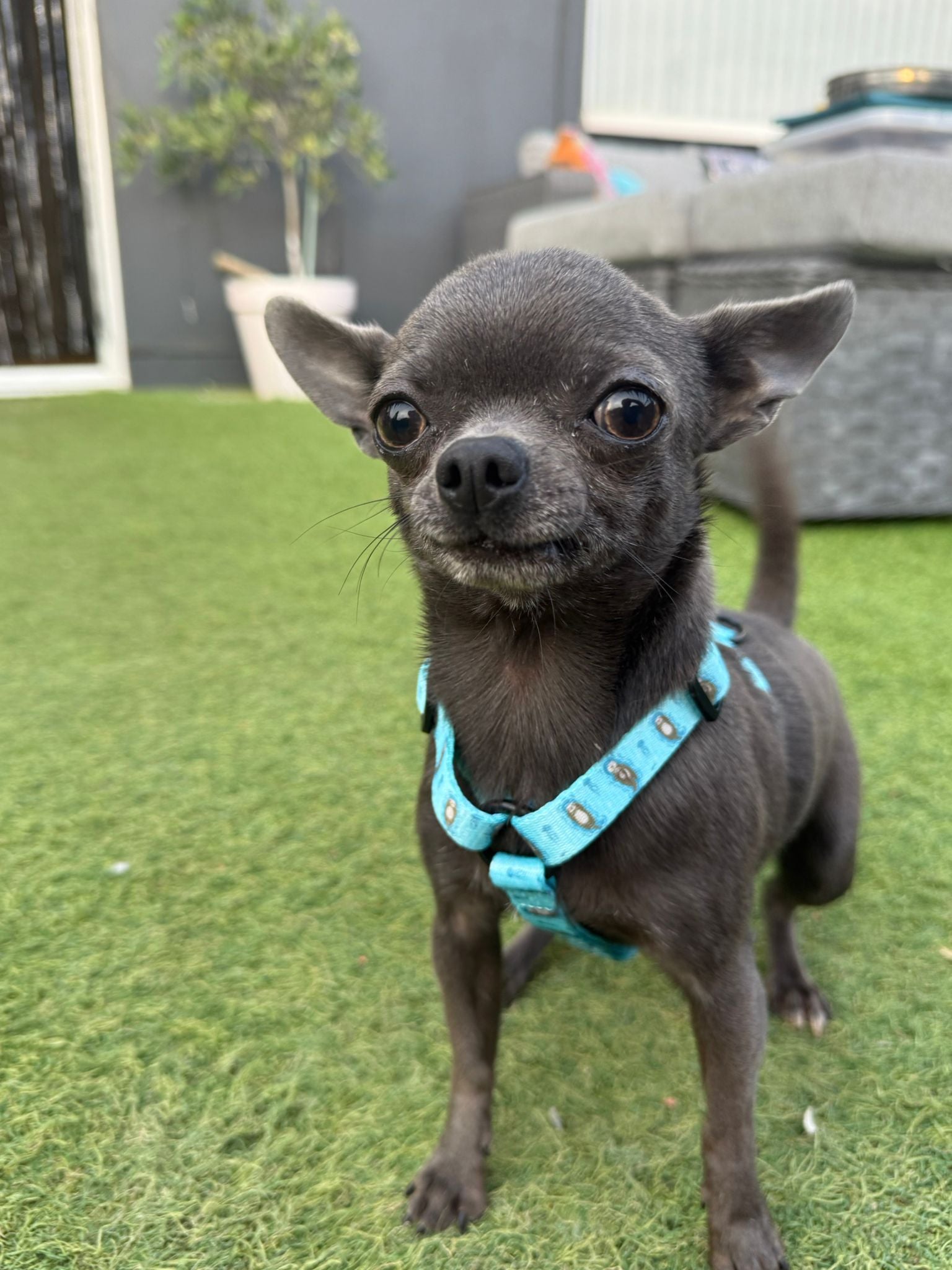 XXXS Puppy Harness with Otter Print